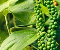 Giá tiêu hôm nay 29/12 Dao động quanh mốc 57.000 – 59.000 đồng/kg