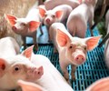 Giá heo hơi hôm nay 6/6 Tăng cao nhất 2.000 đồng/kg 