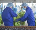 Hoàng Anh Gia Lai HAG chào bán cổ phiếu để lấy tiền trả nợ