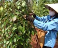 Xuất khẩu tiêu sẽ duy trì ở mức thấp