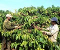 Giá cà phê trong nước tăng “phi mã” dự báo sẽ tiếp tục tăng cao