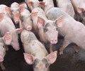 Giá heo hơi hôm nay 16/4 Biến động trái chiều tại khu vực phía Nam 