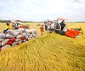 Giá lúa gạo hôm nay 17/4 Giá gạo giảm 50 - 100 đồng/kg