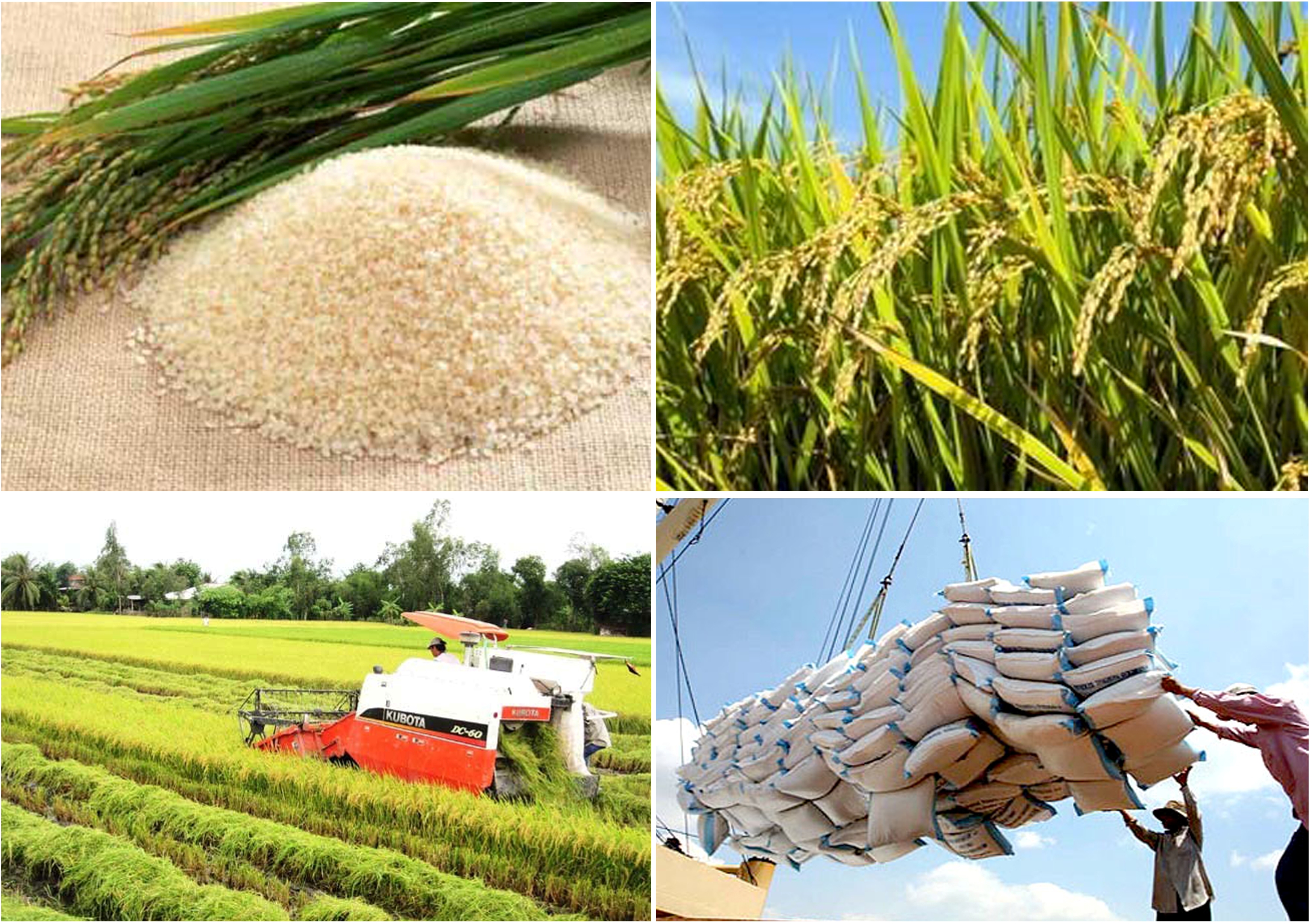 Giá lúa gạo hôm nay 234 Không có nhiều biến động