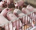 Giá heo hơi hôm nay 11/7 Giảm 1.000 - 2.000 đồng/kg 