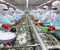 Xuất khẩu tôm tiếp tục ghi nhận tăng trưởng 2 con số trong tháng 8 
