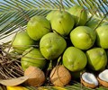 Trái dừa tươi Việt Nam sắp xuất khẩu vào Trung Quốc