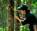 Dự báo Xuất khẩu cao su của Việt Nam có thể đạt đến 3,5 tỷ USD năm 2024
