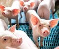 Giá heo hơi hôm nay 12/11 Duy trì ổn định trên cả nước