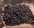 Giá tiêu hôm nay 9/12 Trung bình ở mức 146.500 đồng/kg
