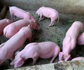 Giá heo hơi hôm nay 15/12 Giá dao động từ 62.000 - 65.000 đồng/kg