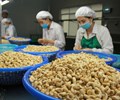 Xuất khẩu điều của Việt Nam giữ vững ngôi ‘vương’ 18 năm liên tiếp