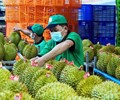 Vì sao xuất khẩu sầu riêng gặp khó