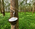 VRA khuyến cáo doanh nghiệp cao su đẩy mạnh chế biến sâu giảm phụ thuộc Trung Quốc