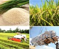 Việt Nam dự kiến có 7,73 triệu tấn gạo hàng hóa xuất khẩu trong năm 2026 