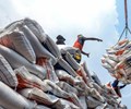 Khơi thông dòng vốn đa dạng thị trường để giữ nhịp xuất khẩu gạo 