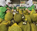 Xuất khẩu sầu riêng bứt tốc giá trong nước hạ nhiệt khi vào vụ 