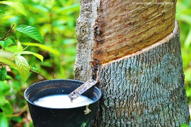 Giá cao su hôm nay 5/5: Thị trường châu Á biến động trái chiều
