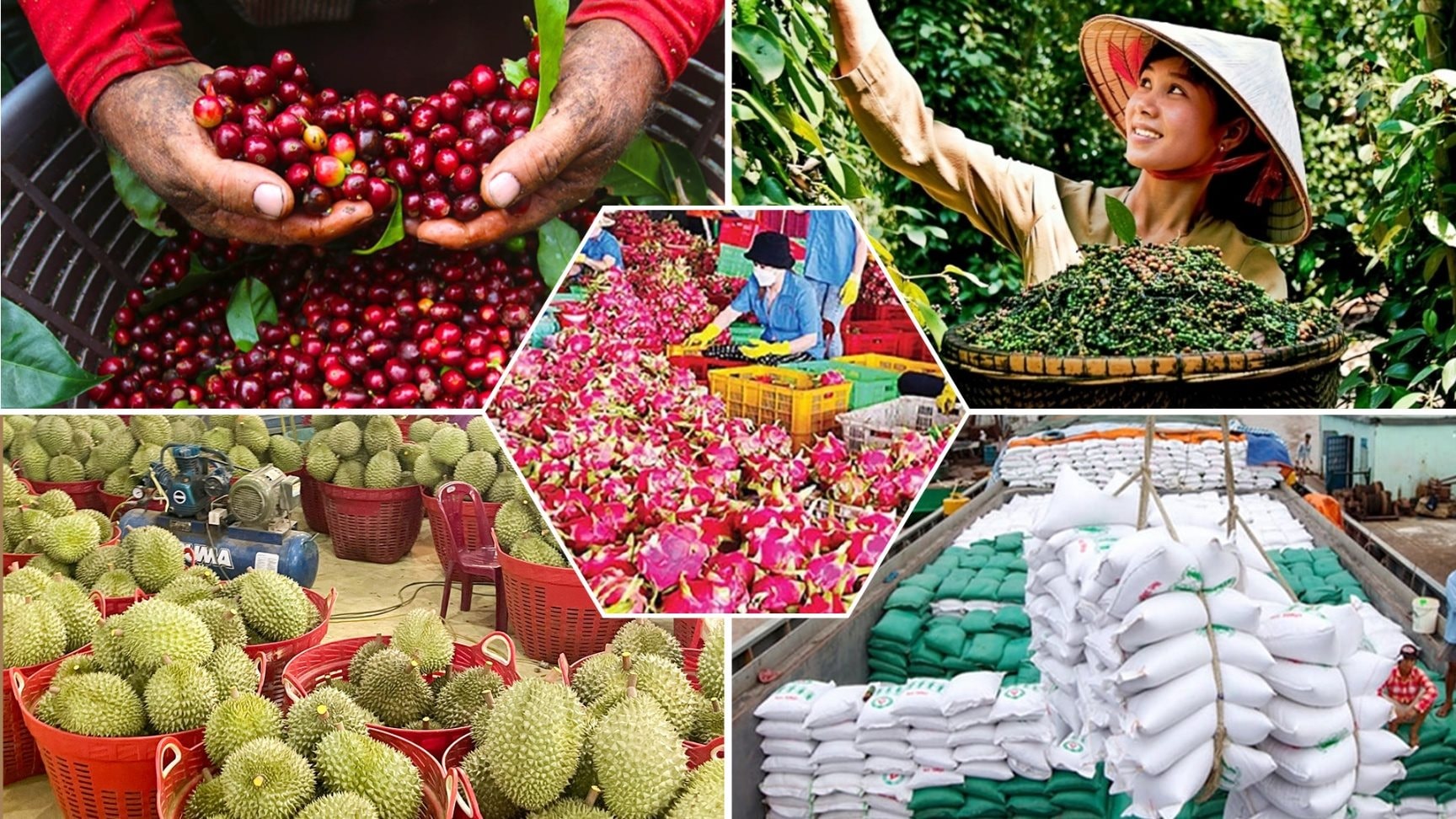 Giá nông sản hôm nay 7/6: Hồ tiêu giữ vững mốc 140.000 đồng/kg, cà phê tiếp tục lao dốc