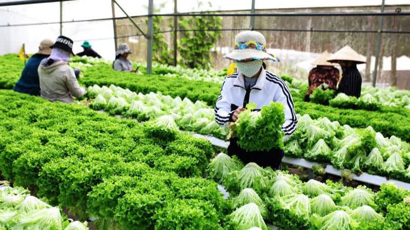 OCOP Lâm Đồng chuyển từ phát triển số lượng sang nâng tầm chất lượng