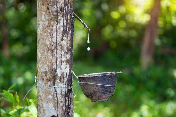Giá cao su hôm nay 11/6: Thế giới biến động trái chiều, trong nước ổn định