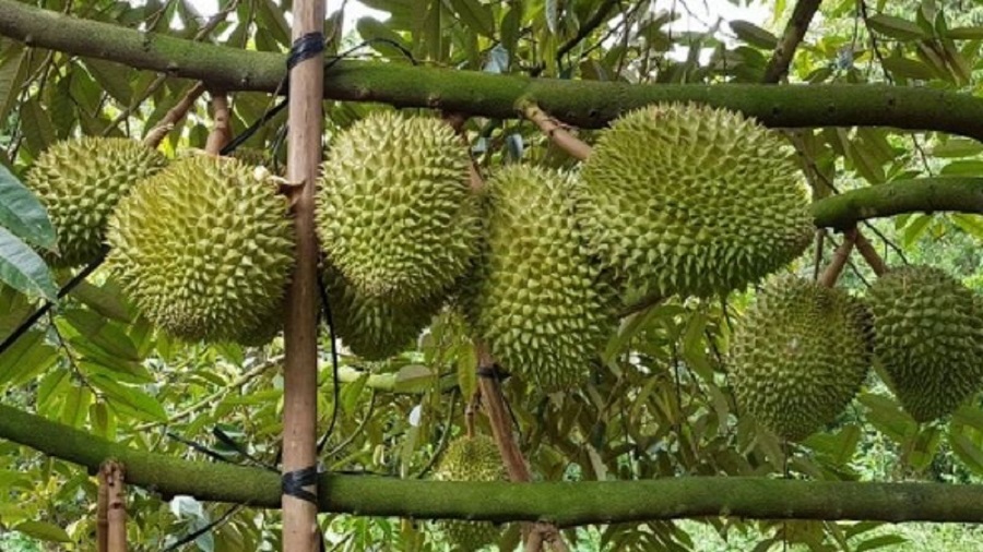 Giá sầu riêng hôm nay 20/6: Tây Nguyên bước vào vụ thu hoạch