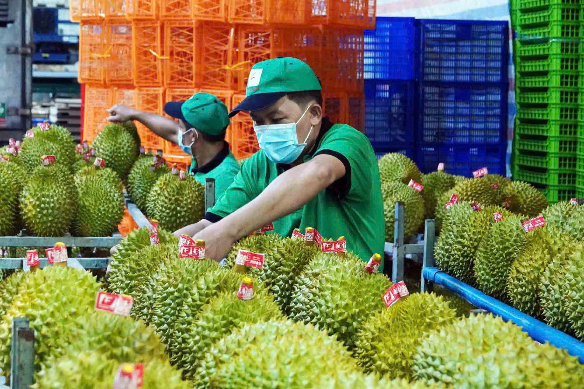 Giá sầu riêng hôm nay 21/6: Đồng Nai tiếp tục dẫn đầu, chênh lệch giá giữa các vùng gia tăng