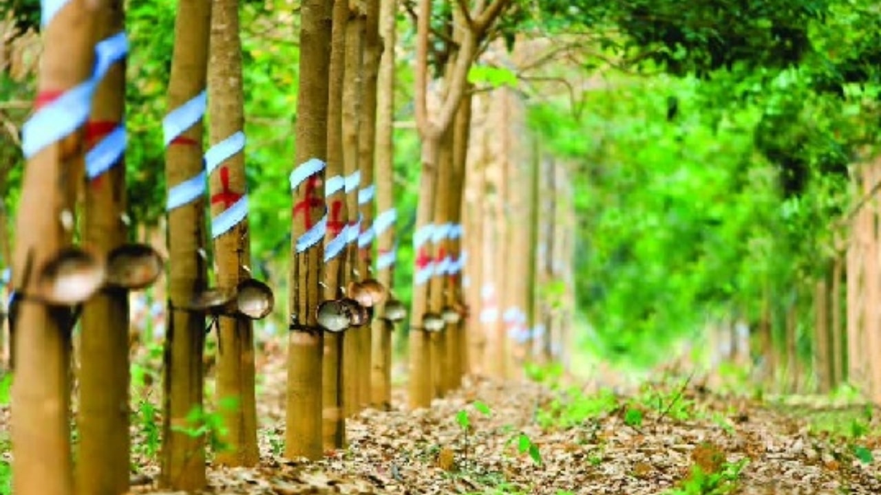 Giá cao su hôm nay 21/6: Thị trường thế giới hạ nhiệt sau nhịp tăng mạnh