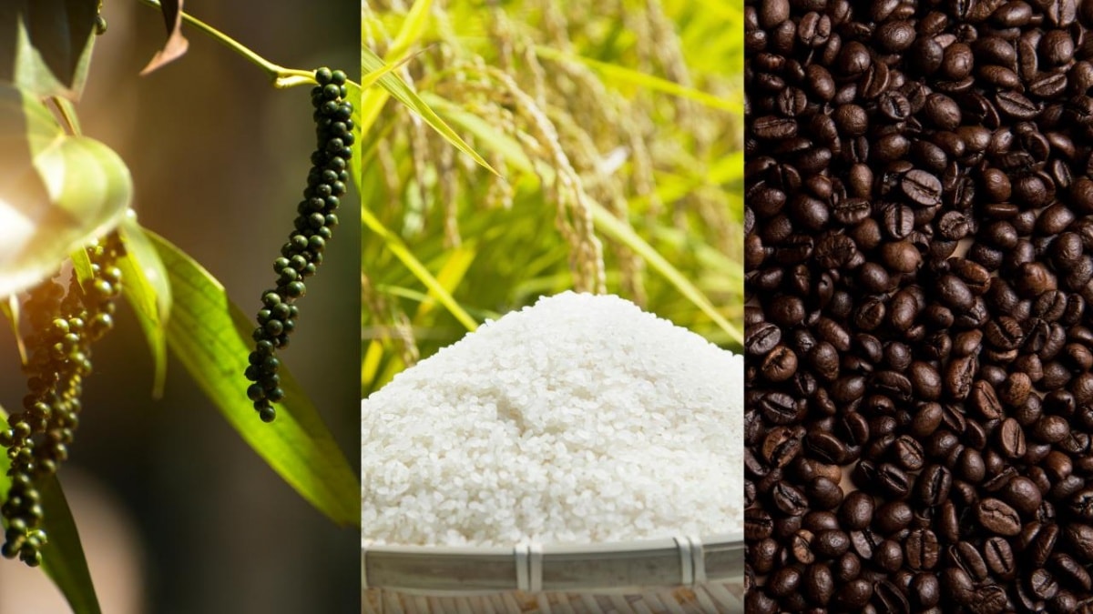 Giá nông sản hôm nay 22/6: Cà phê thế giới tăng mạnh, hồ tiêu giảm sâu, lúa gạo duy trì ổn định