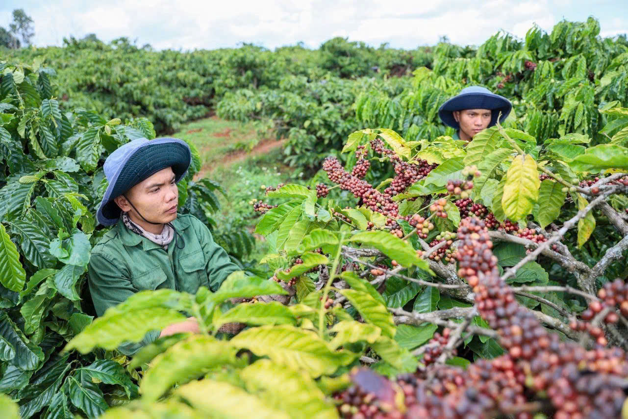 Nguồn cung hạn chế đẩy giá cà phê tăng mạnh, người dân tiếp tục giữ hàng chờ giá cao