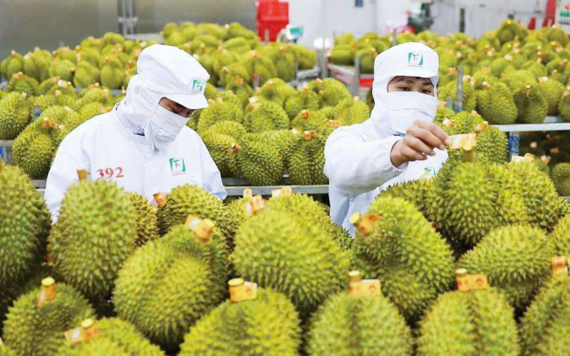 Giá sầu riêng hôm nay 25/6: Sầu Thái giảm ở miền Tây nhưng giữ giá cao tại Đồng Nai