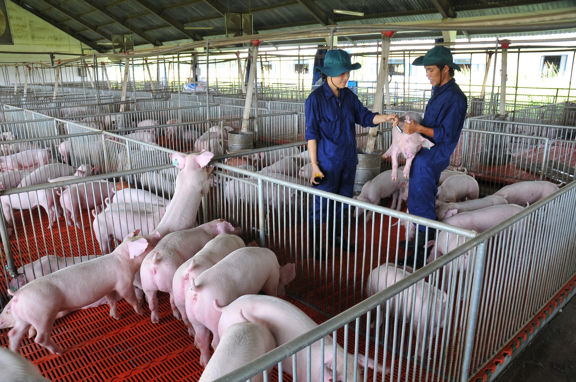 Giá heo hơi hôm nay 27/6: Miền Bắc giảm nhẹ, thị trường tiếp tục trầm lắng