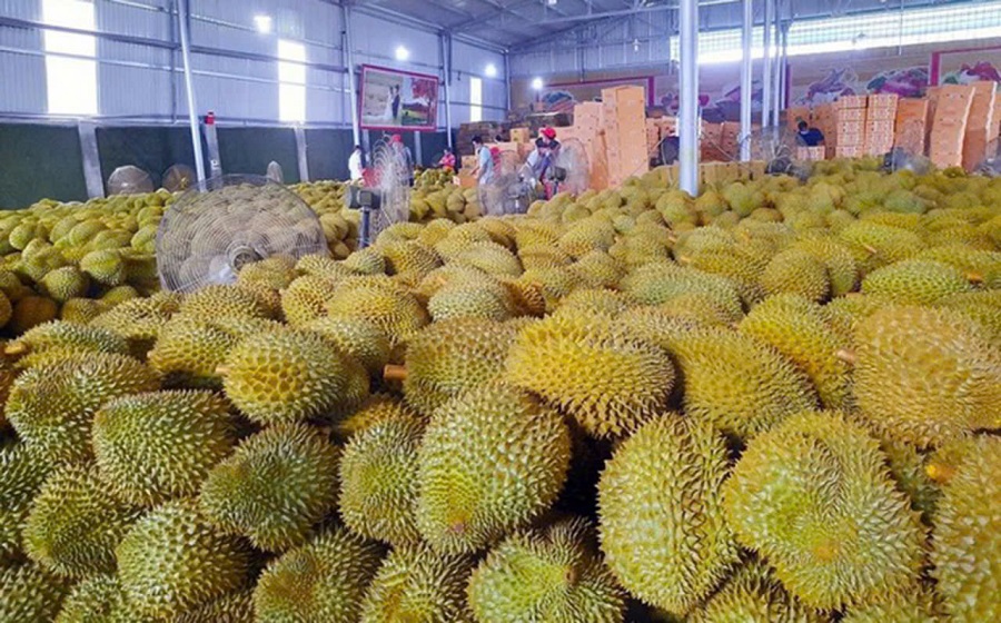 Giá sầu riêng hôm nay 27/6: Sầu Thái và Ri6 tại Đồng bằng sông Cửu Long đồng loạt giảm