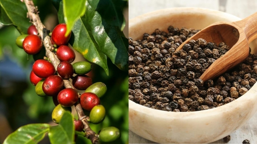 Giá nông sản hôm nay 29/6: Cà phê lấy lại mốc 90.000 đồng/kg, hồ tiêu giữ vùng giá cao, gạo giao dịch chậm
