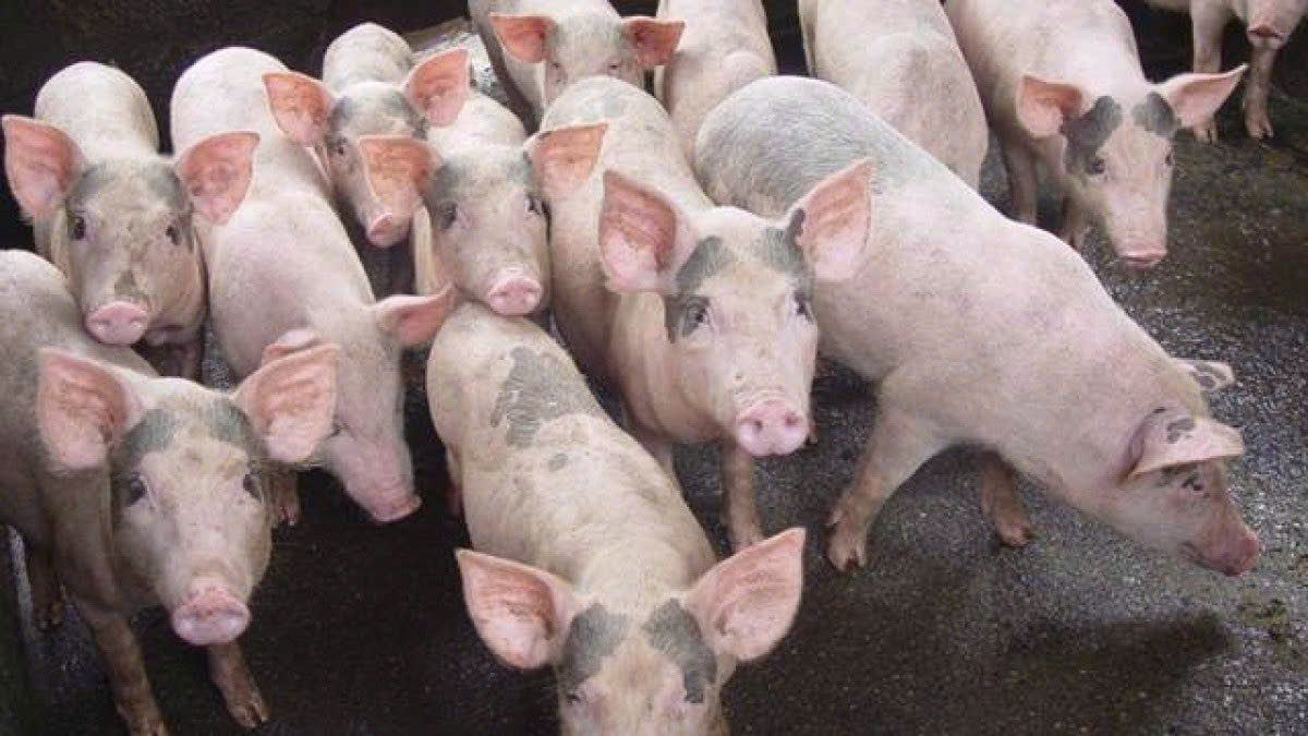 Giá heo hơi hôm nay 2/7: Tiếp tục giảm, miền Nam xuất hiện mức 60.000 đồng/kg