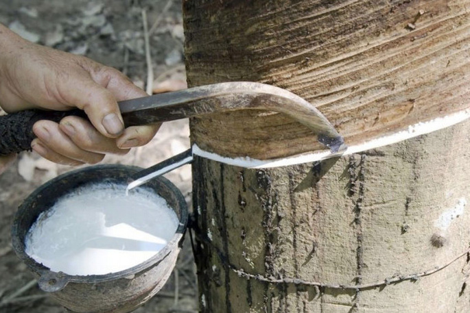 Giá cao su hôm nay 8/7: Thị trường thế giới nối dài đà tăng, trong nước giữ ổn định