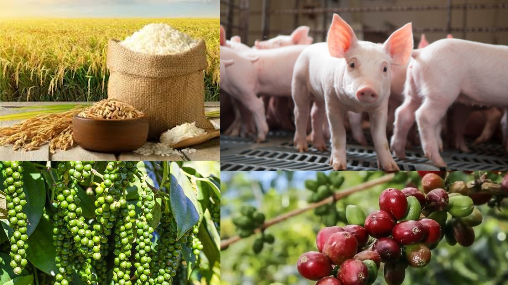 Giá nông sản hôm nay 8/7: Cà phê tăng mạnh, hồ tiêu đi ngang, lúa gạo khởi sắc