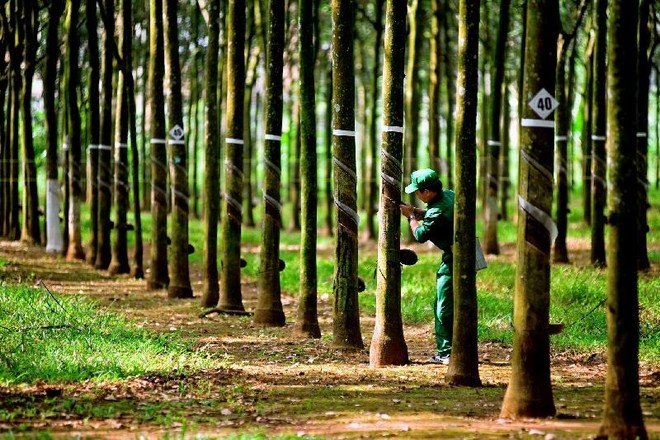 Cao su Tây Ninh (TRC) chốt trả 90 tỷ đồng cổ tức, kỳ vọng lợi nhuận kỷ lục nhờ đền bù đất