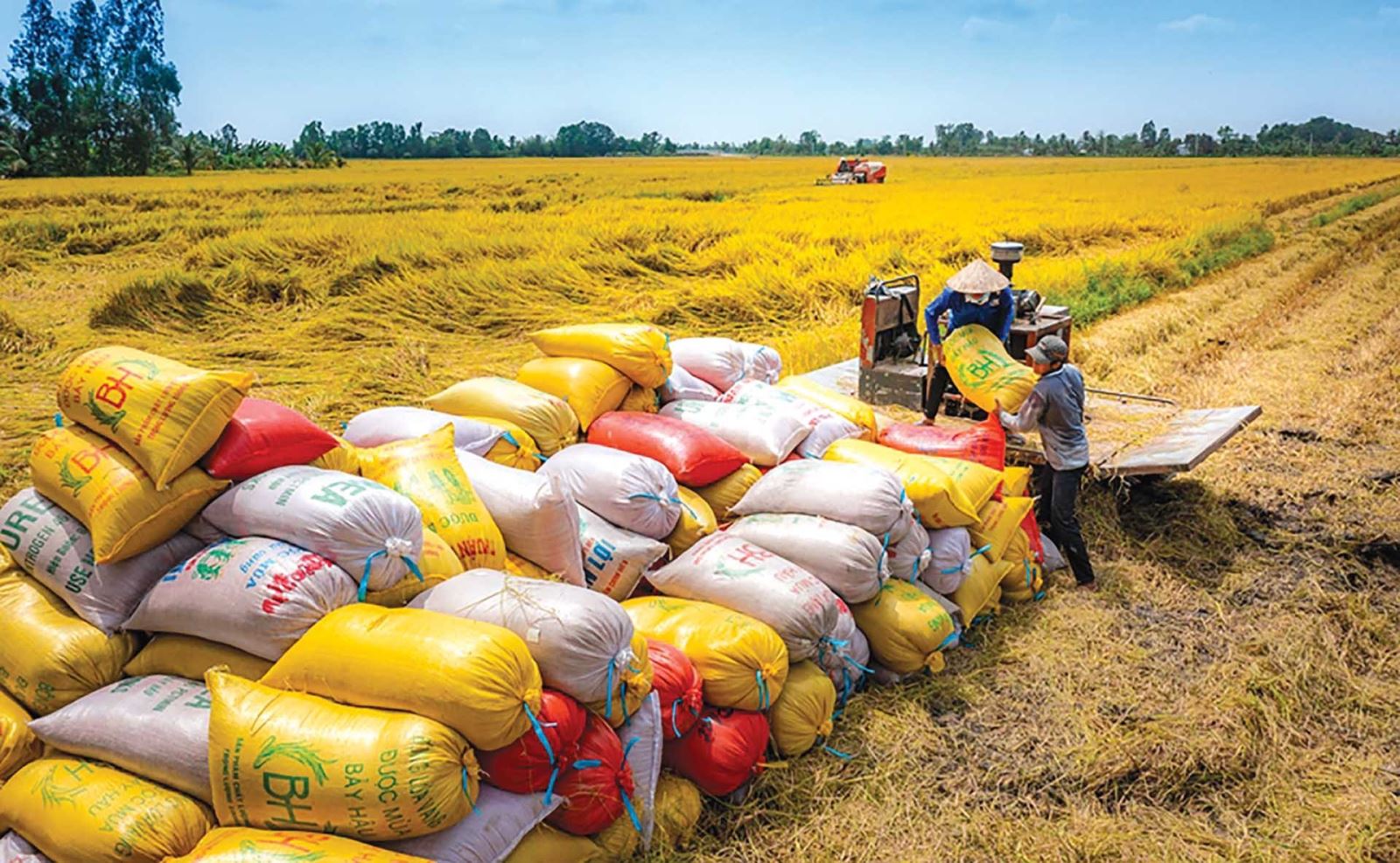 Xuất khẩu gạo lập kỷ lục về lượng, giá xuất khẩu dần phục hồi