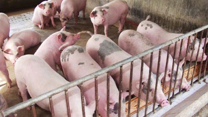 Giá heo hơi hôm nay 26/7: Tiếp đà giảm, miền Bắc lùi về 63.000 đồng/kg